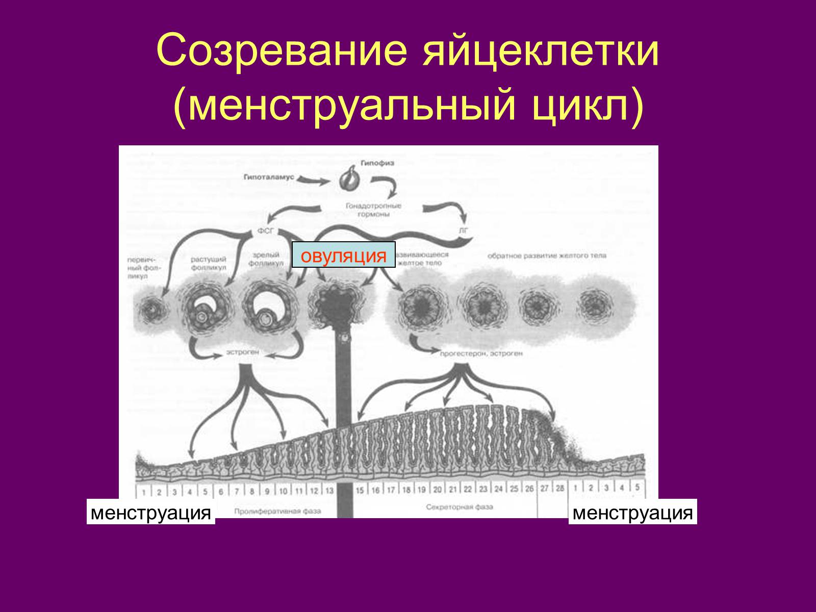 Презентація на тему «Половая система человека» (варіант 1) - Слайд #9