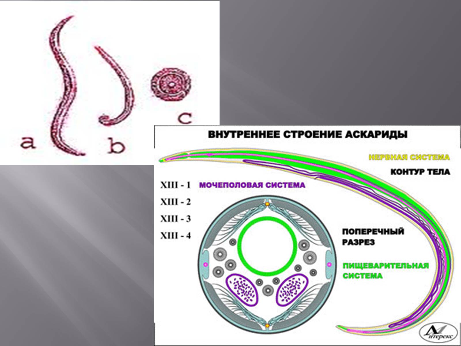 Строение аскариды человеческой. Строение аскариды человеческой рисунок. Внутреннее строение аскариды. Строение среза аскариды. Аскарида человеческая строение.