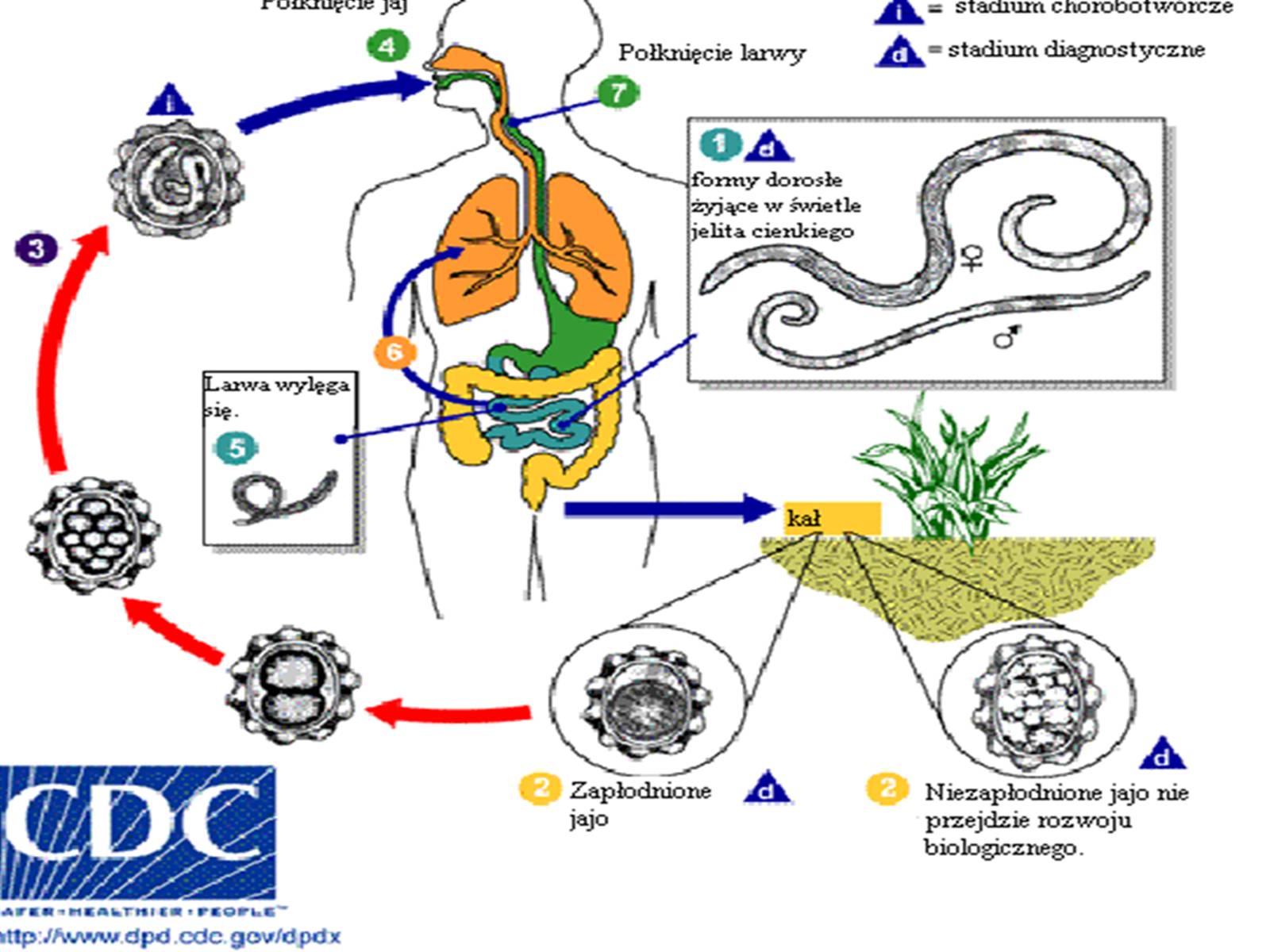 Типы развития человеческой аскариды. Ascaris lumbricoides жизненный цикл. Ascaris lumbricoides живородящий. Ascaris Life Cycle. Жизненный цикл Ascaris lumbricoides схема.