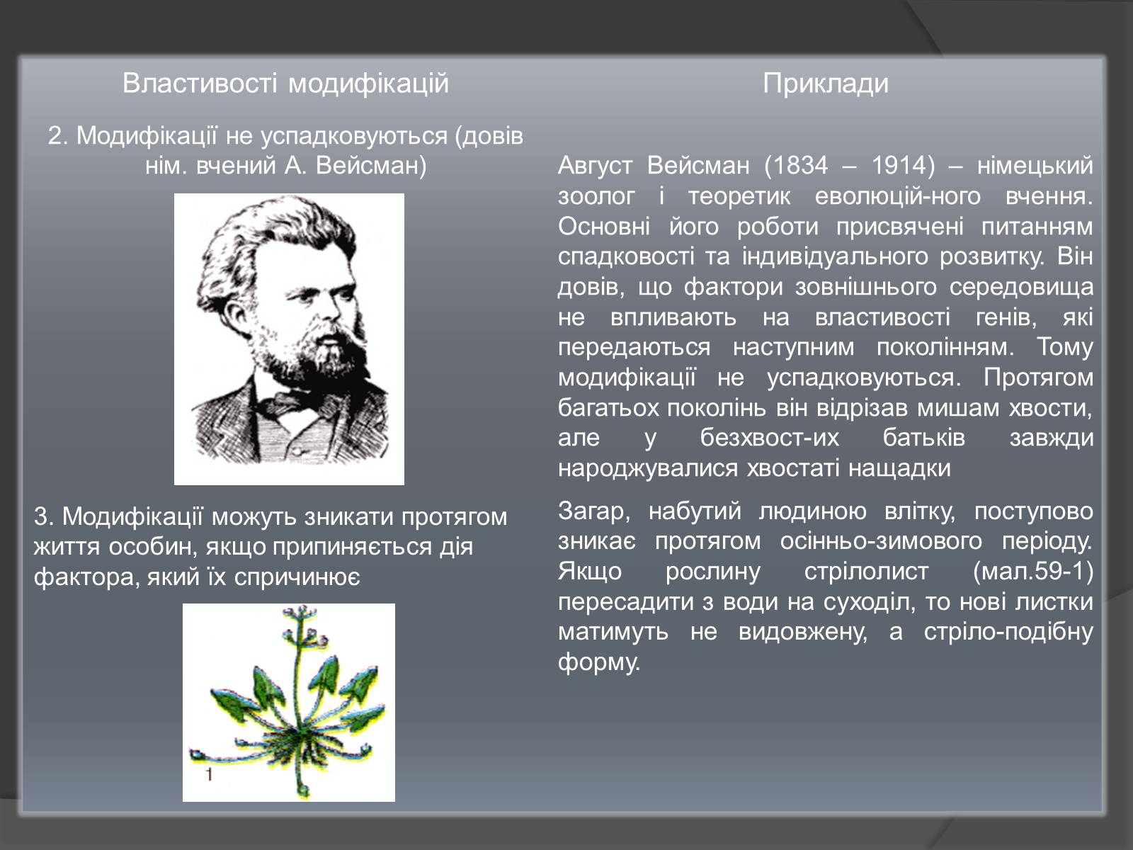 Презентація на тему «Модифікаційна мінливість» (варіант 2) - Слайд #3