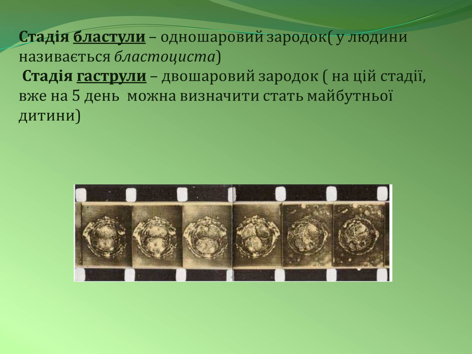 Презентація на тему «Етапи індивідуального розвитку організмів» - Слайд #11