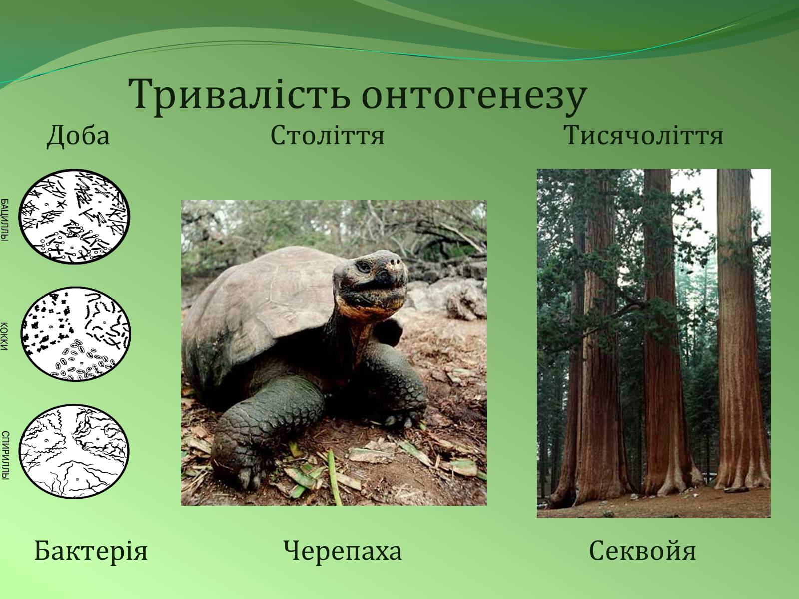 Презентація на тему «Етапи індивідуального розвитку організмів» - Слайд #5