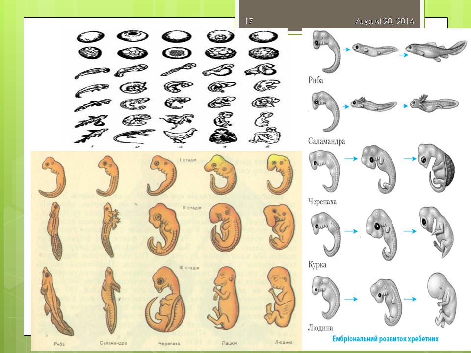 Презентація на тему «Докази еволюції тваринного світу» - Слайд #17