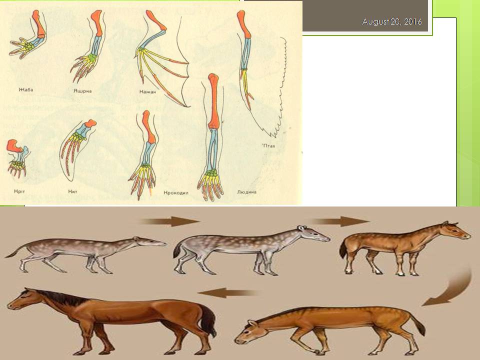 Презентація на тему «Докази еволюції тваринного світу» - Слайд #9