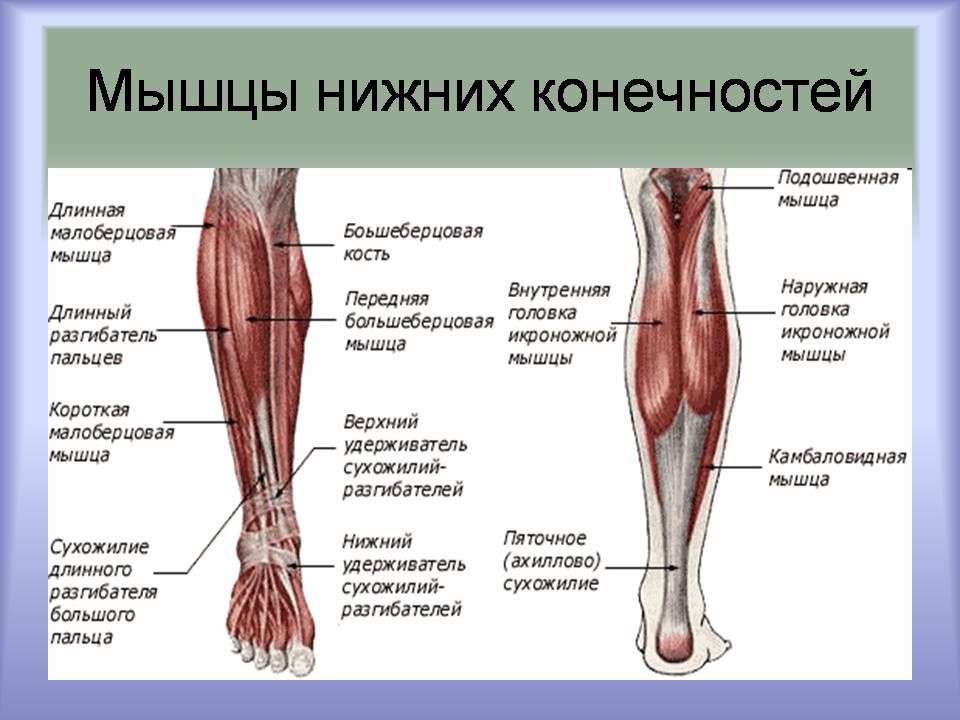 Презентація на тему «Мышцы. Строение мышечной ткани» - Слайд #11