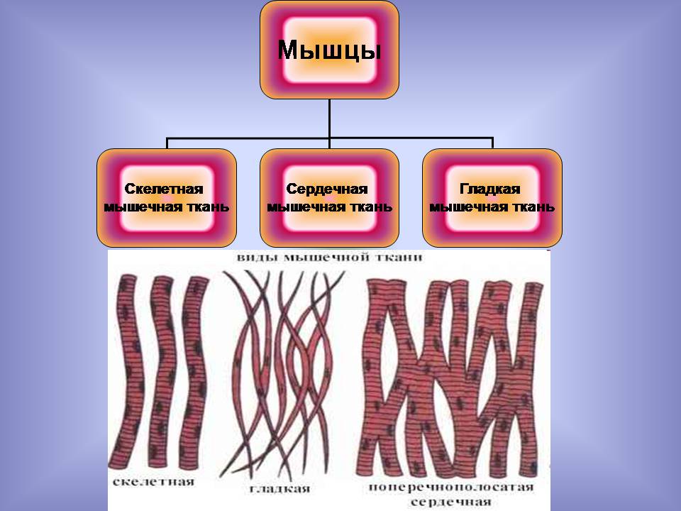 Презентація на тему «Мышцы. Строение мышечной ткани» - Слайд #13