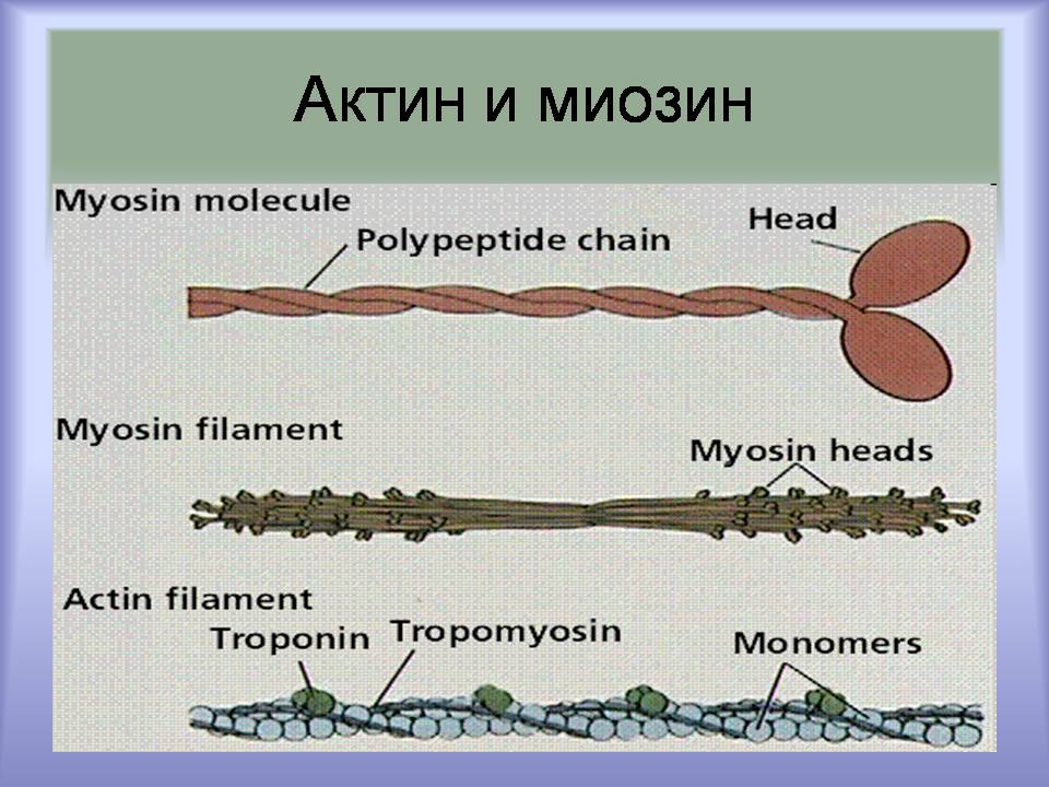 Презентація на тему «Мышцы. Строение мышечной ткани» - Слайд #16