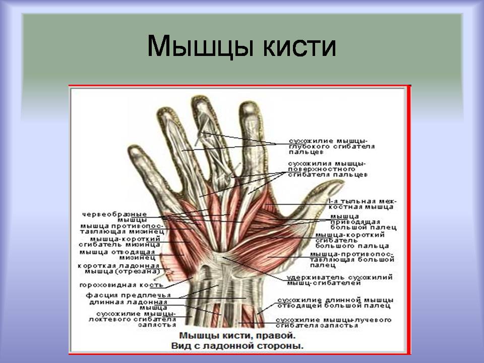 Мышцы большого пальца. Сухожилия сгибателей кисти анатомия. Сгибатели пальцев кисти анатомия. Анатомия большого пальца кисти руки. Мышцы кисти анатомия строение.