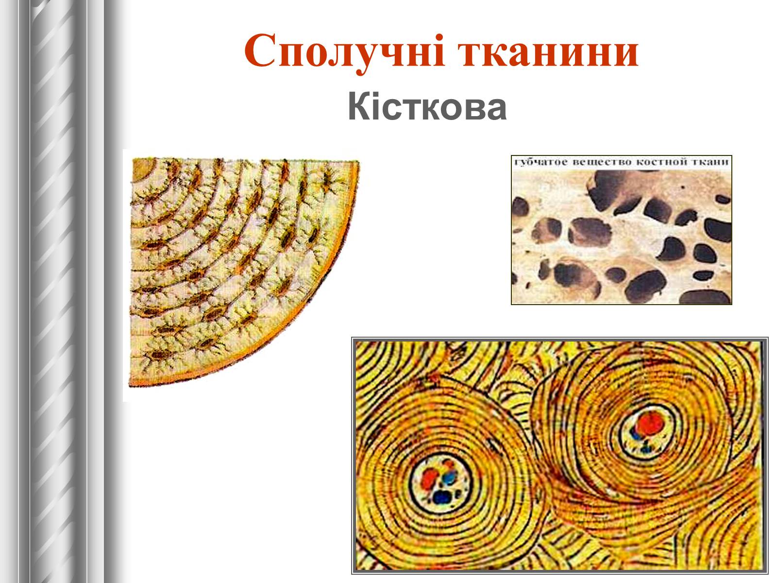 Ткань 9 класс. Сполучна тканина. Кісткова сполучна тканина. Презентація тканини тварин. Тканин людини кісткова.