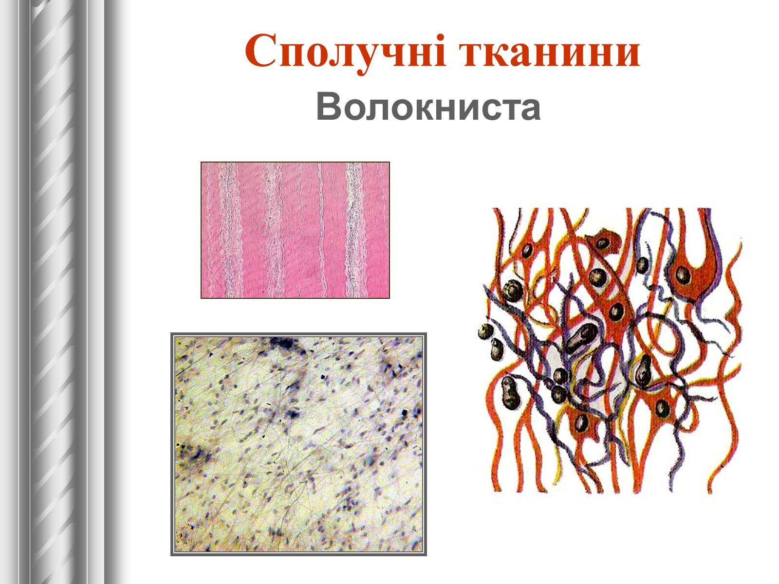 Ткань 9 класс. Волокниста сполучна тканина. Сполучні тканини. Власне сполучна тканина. Презентація тканини тварин.