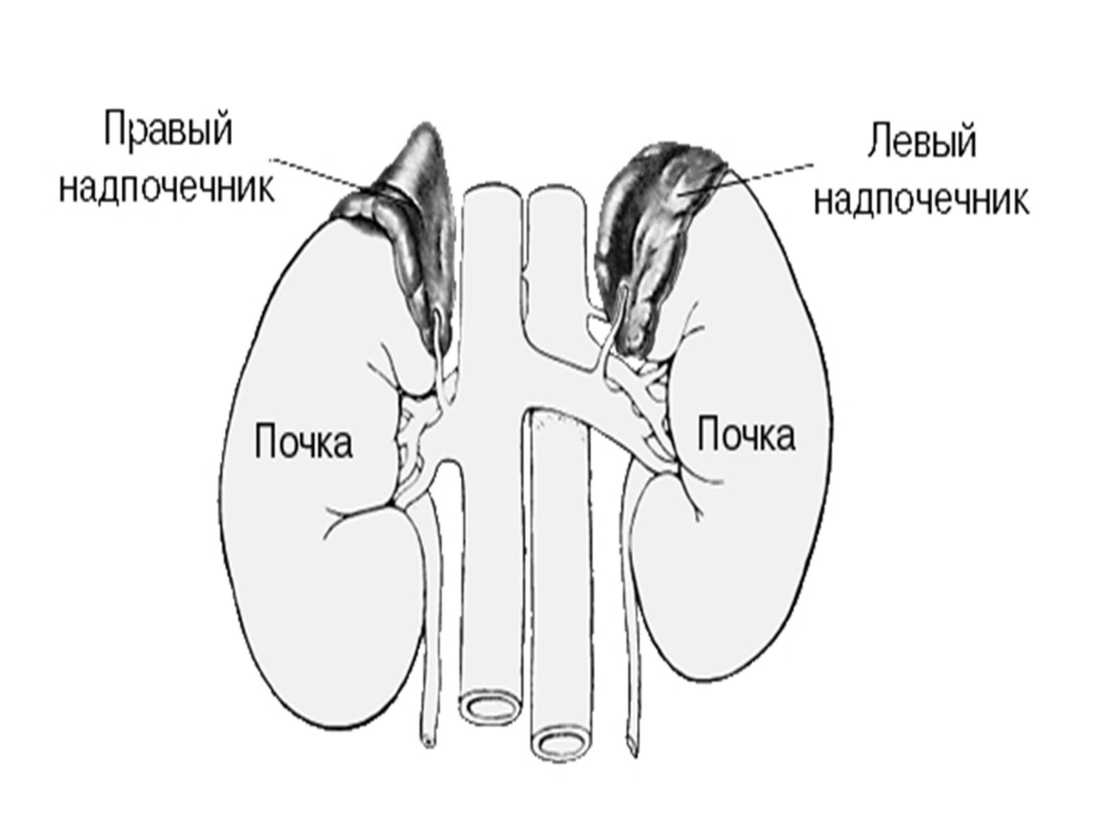 Надпочечники картинка