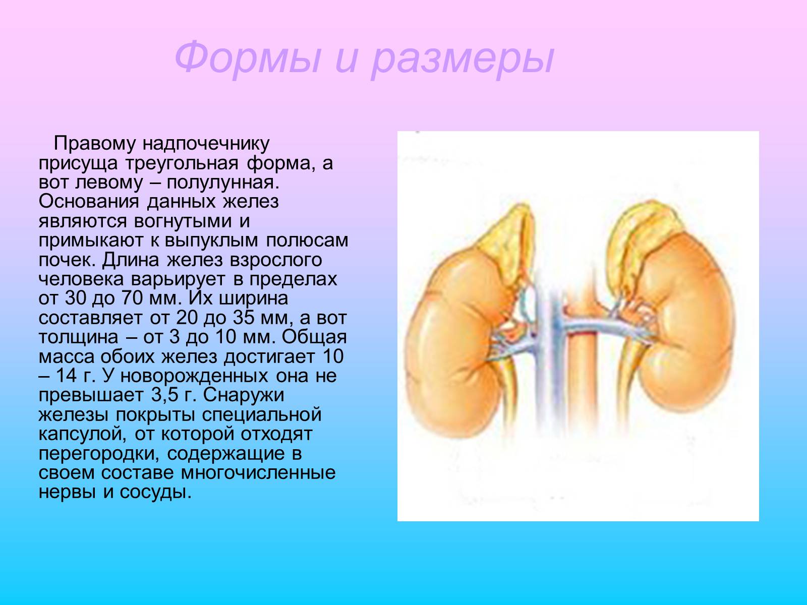 Сколько стоят надпочечники. Форма надпочечников. Форма почки и надпочечники. Форма надпочечников в норме. Размеры надпочечников.