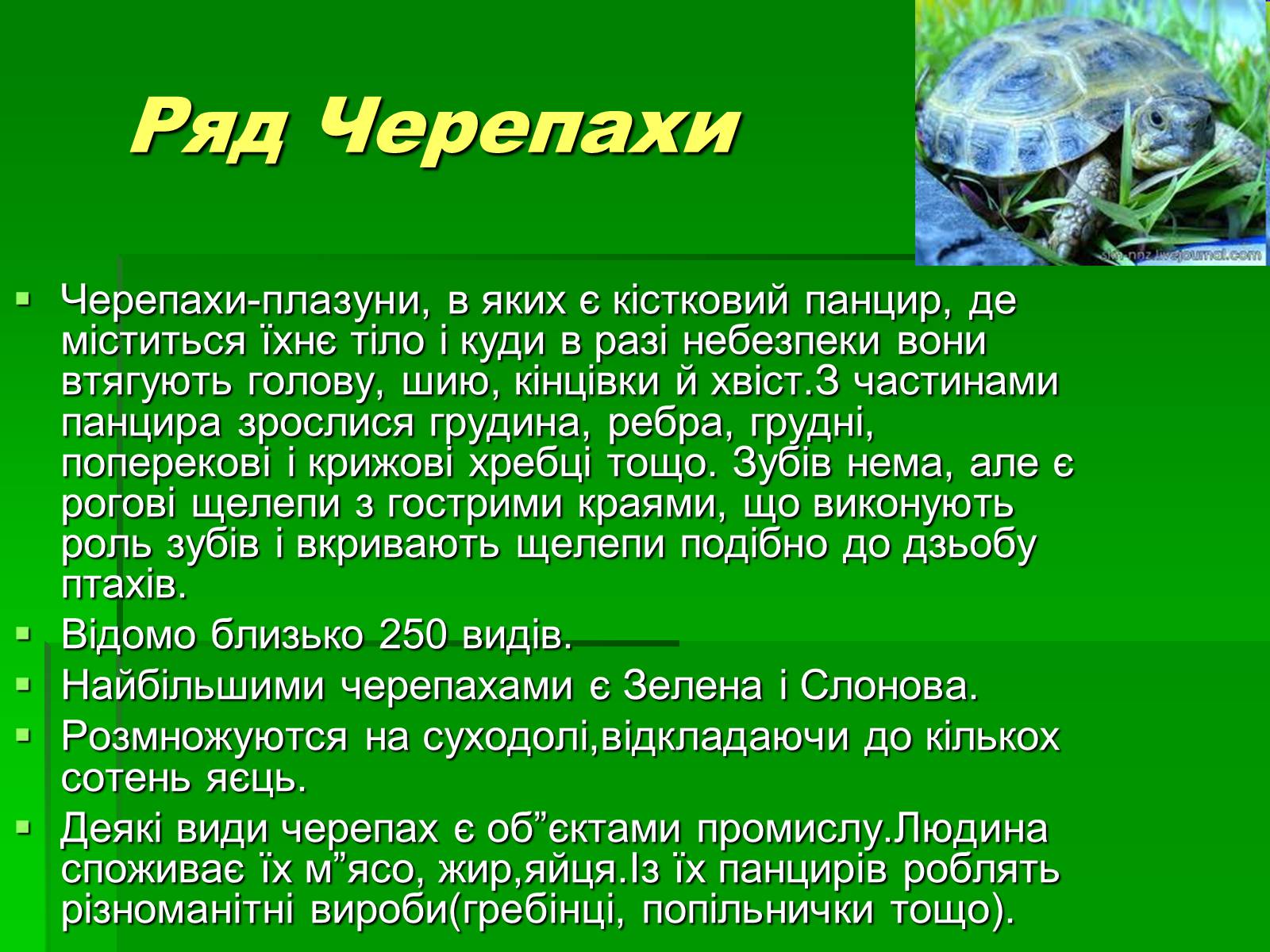 Презентація на тему «Тип Хордові. Плазуни» - Слайд #14