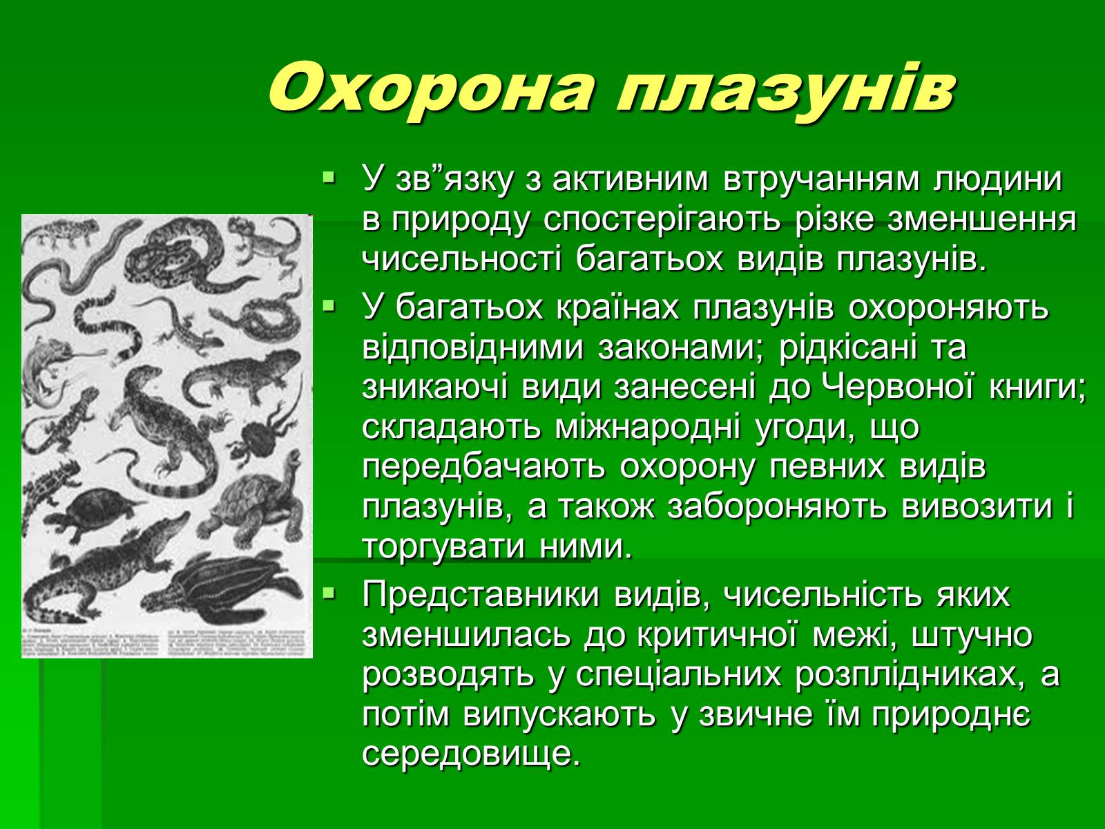 Презентація на тему «Тип Хордові. Плазуни» - Слайд #17