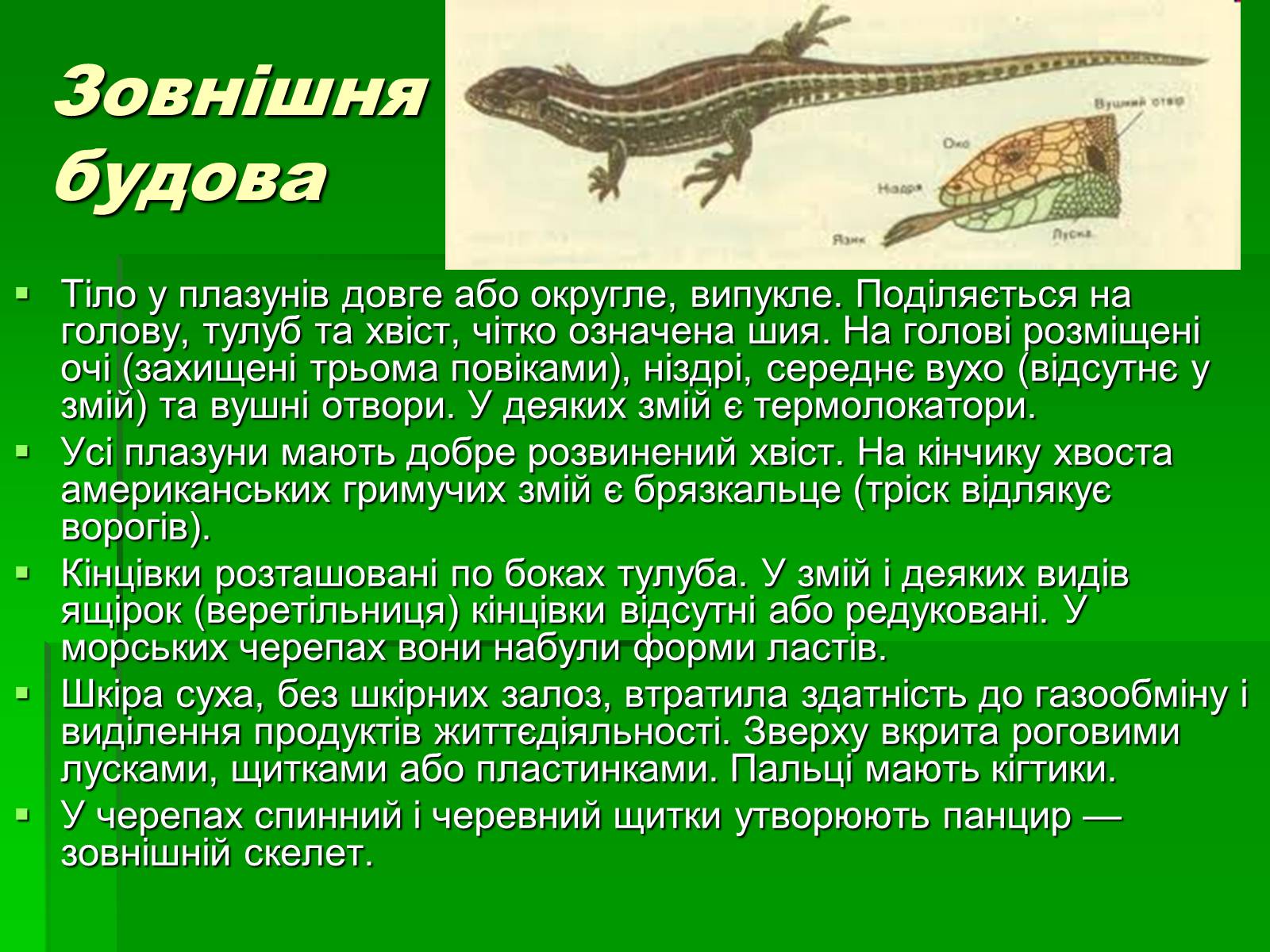 Презентація на тему «Тип Хордові. Плазуни» - Слайд #6