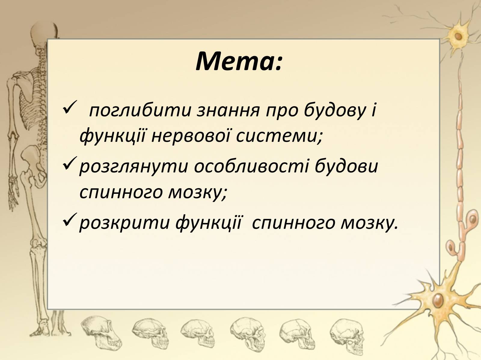 Презентація на тему «Спинний мозок» (варіант 3) - Слайд #2