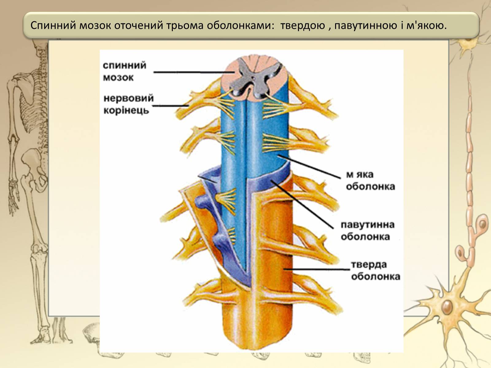 Спинной мозг выходит из. Строение оболочек спинного мозга. Строение спинного мозга строение нерва. Строение центральной нервной системы спинной мозг. Нервная система спиннрй МОЗГАНАТОМИЯ.