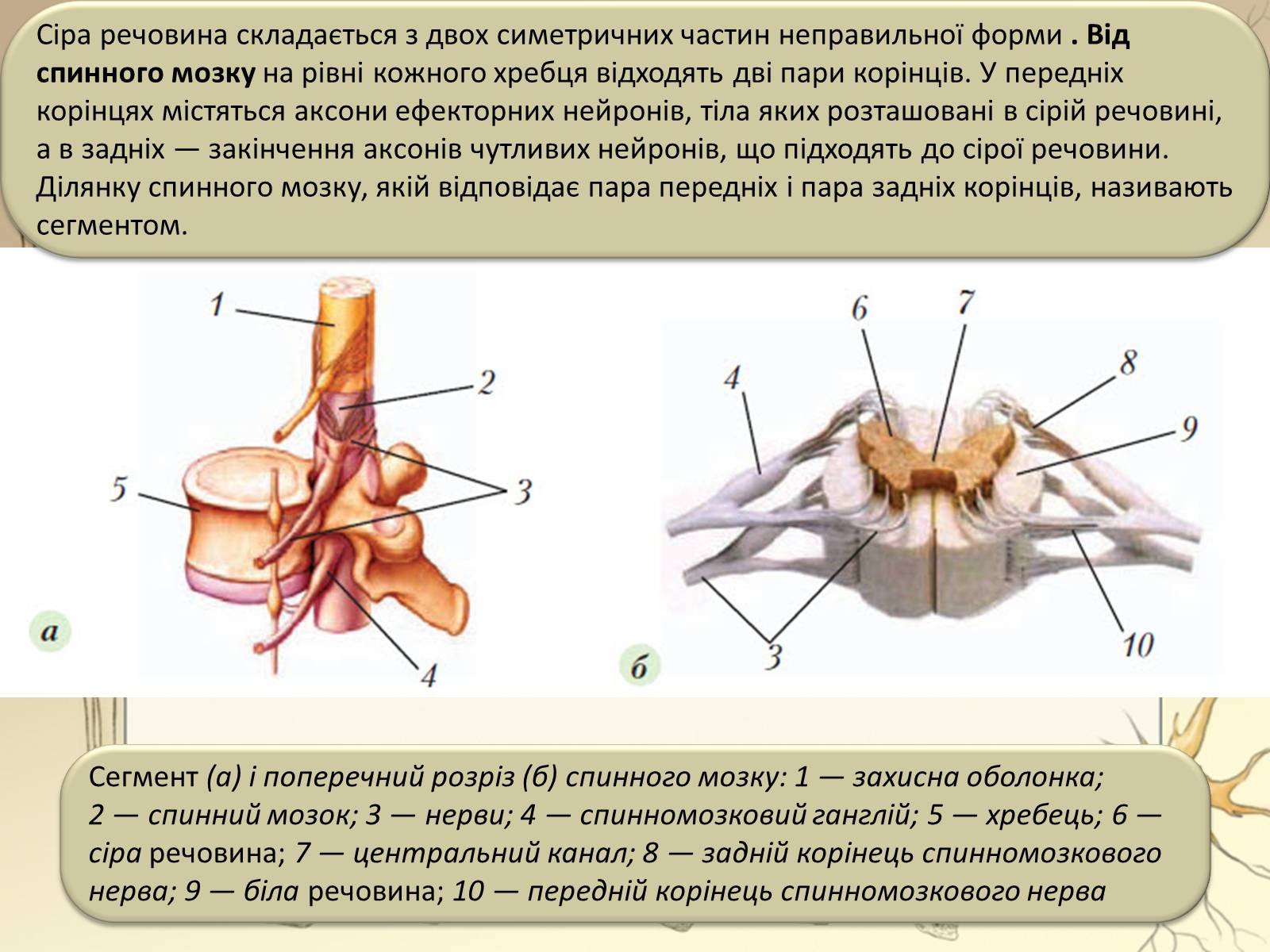 Презентація на тему «Спинний мозок» (варіант 3) - Слайд #9