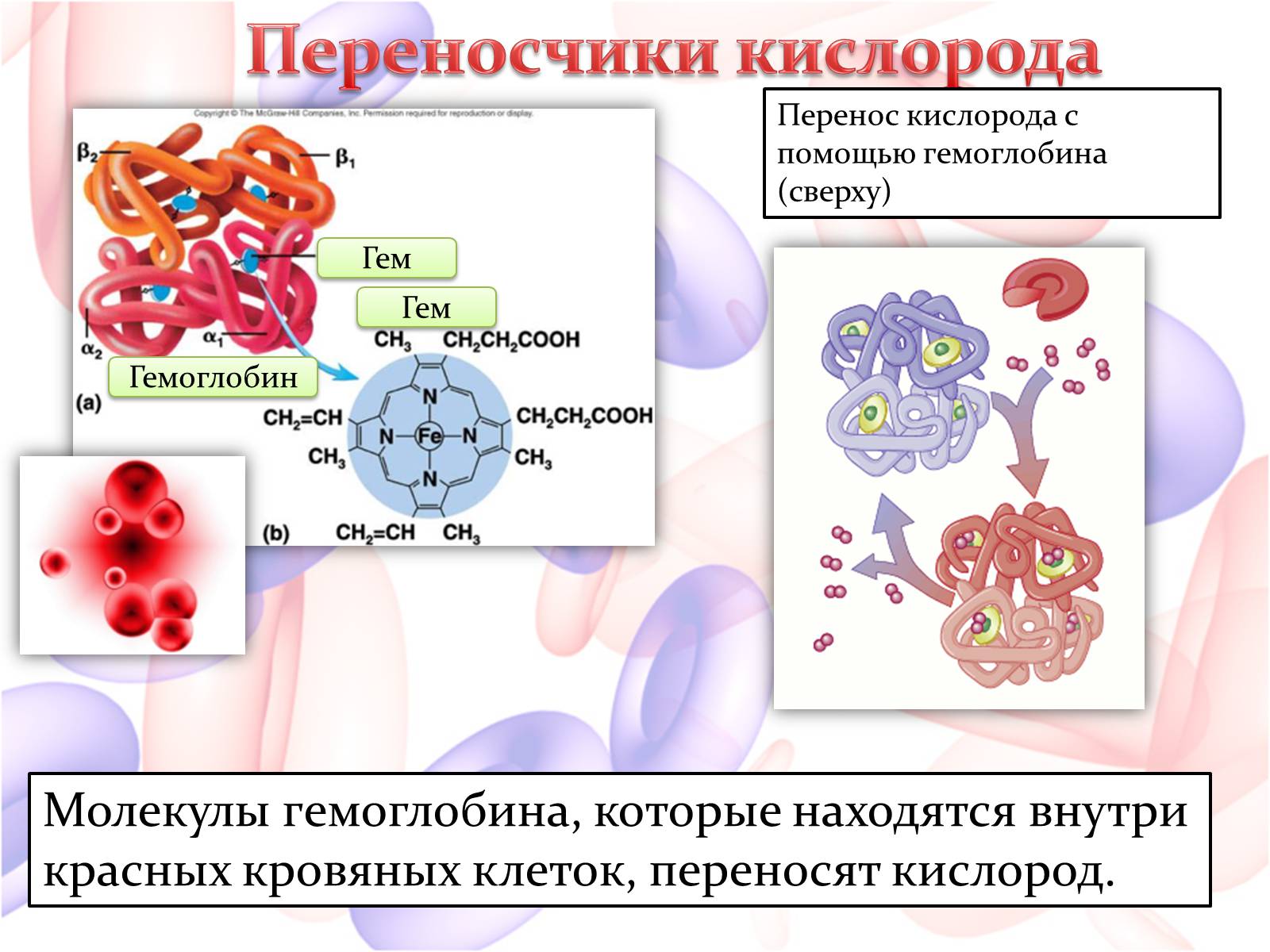 Какое соединение молекулы гемоглобина с кислородом. Перенос кислорода гемоглобином. Гемоглобин переносит кислород. Перенос кислорода гемоглобином схема. Взаимодействие гемоглобина с кислородом.