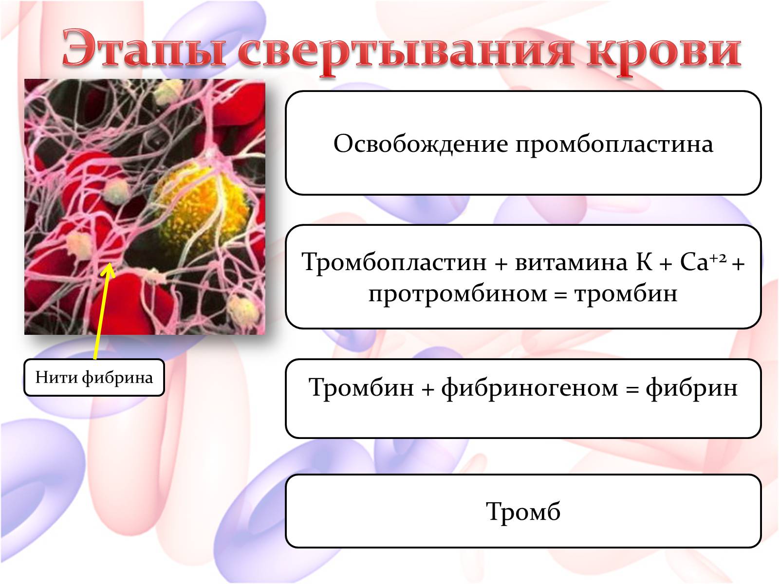 Внутренняя среда организма 2 вариант