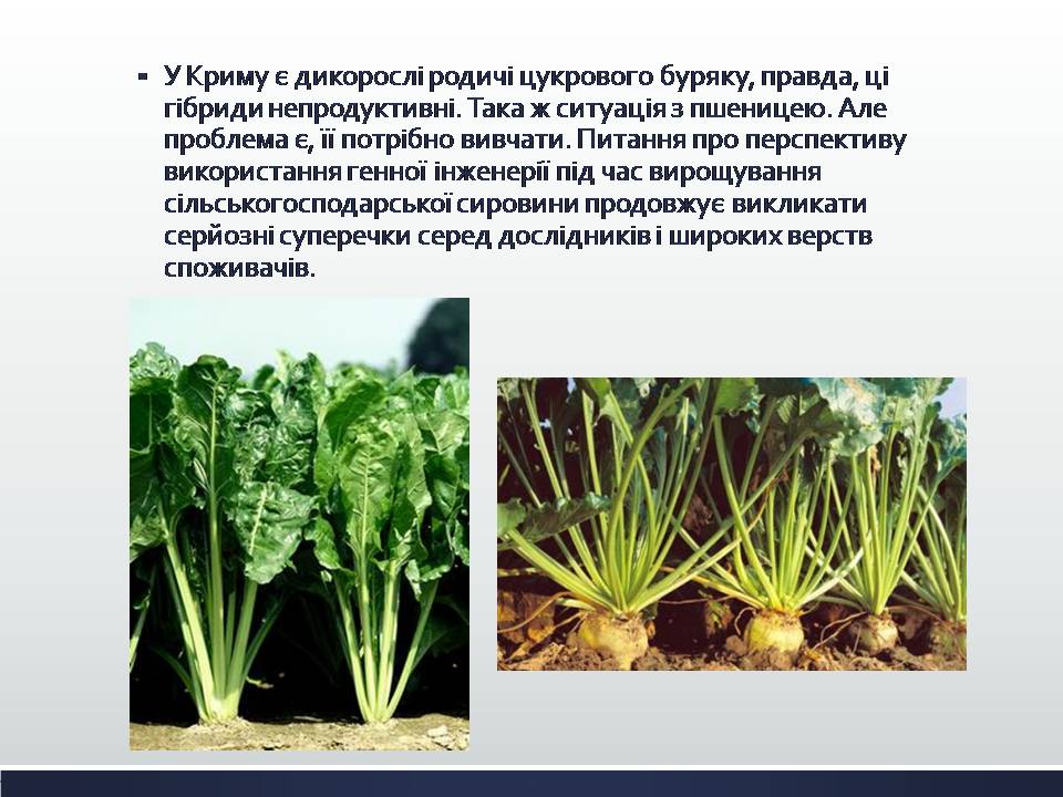 Презентація на тему «Химерні та трансгенні організми. Генетичні основи селекції організмів» - Слайд #14