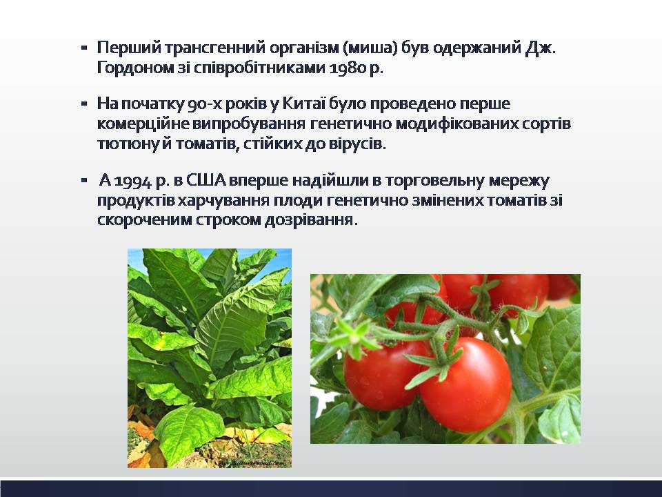 Презентація на тему «Химерні та трансгенні організми. Генетичні основи селекції організмів» - Слайд #9