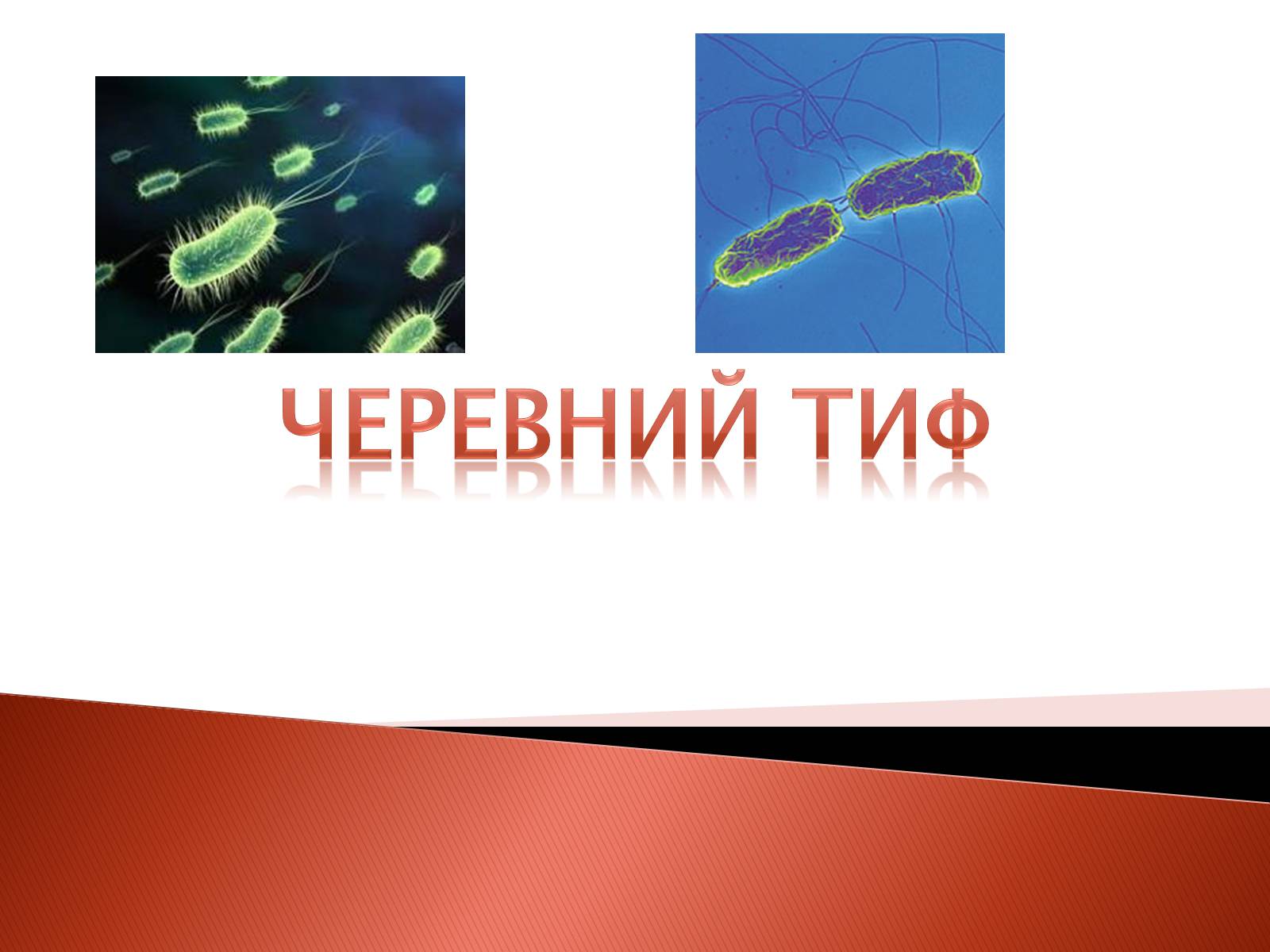 Сколько раз сдается кровь на брюшной тиф для санитарной книжки