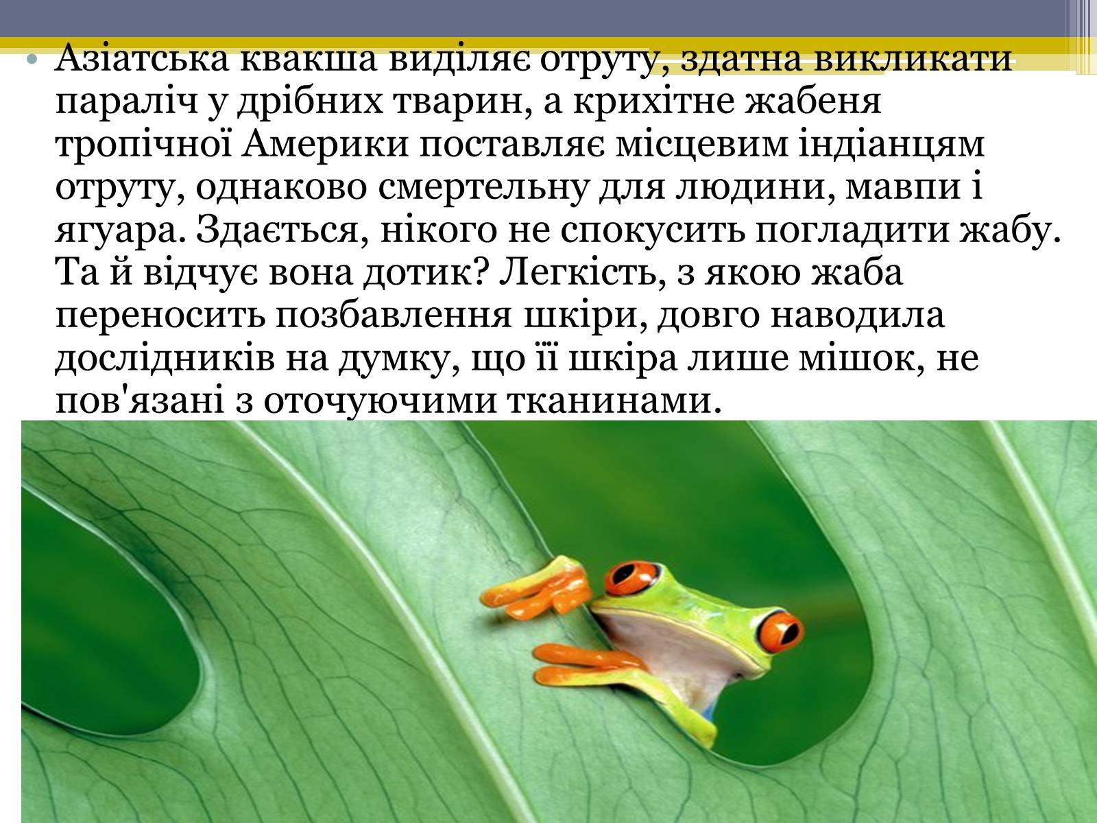 Презентація на тему «Різноманітність жаб» - Слайд #8