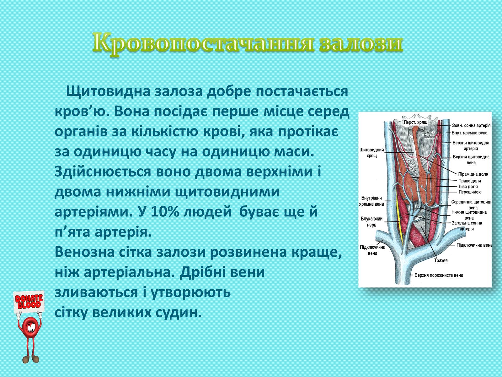 Презентація на тему «Щитоподібна залоза» - Слайд #4