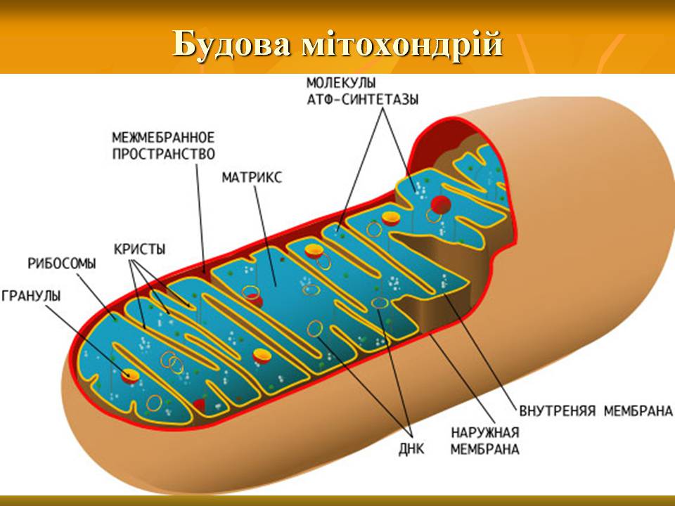 Презентація на тему «Мітохондрії» - Слайд #10