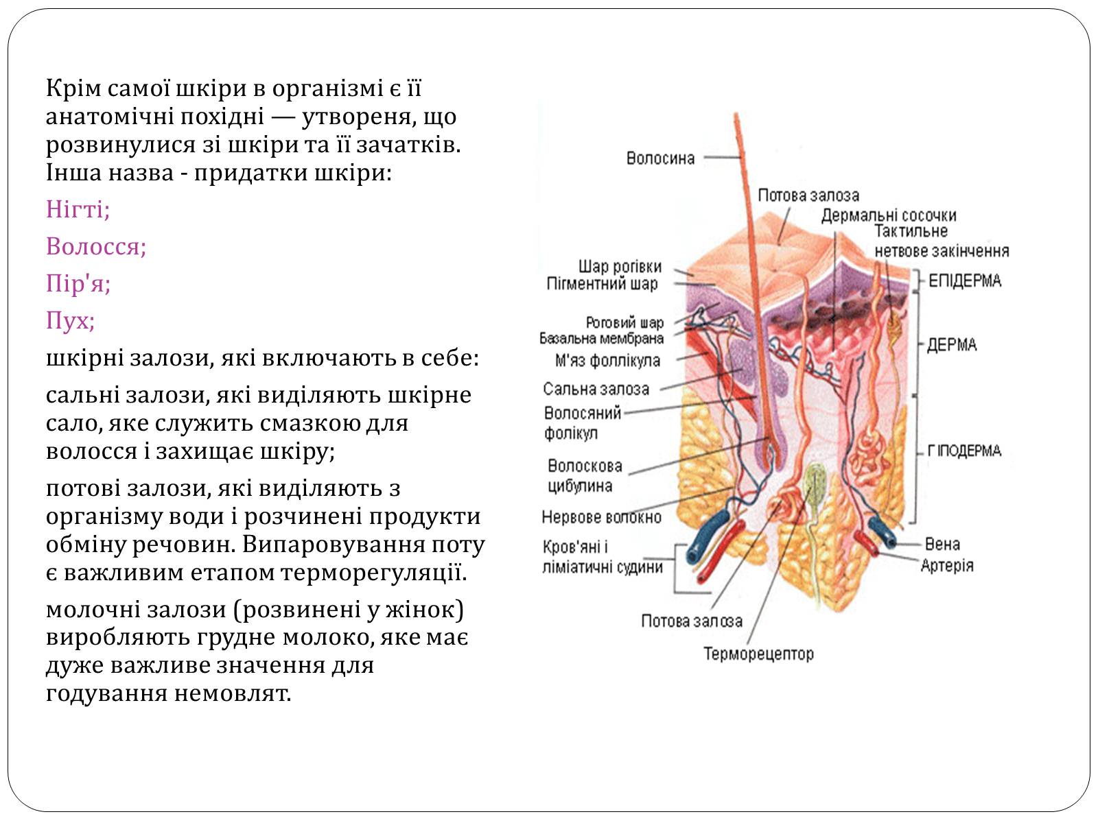 Презентація на тему «Шкіра» (варіант 2) - Слайд #6