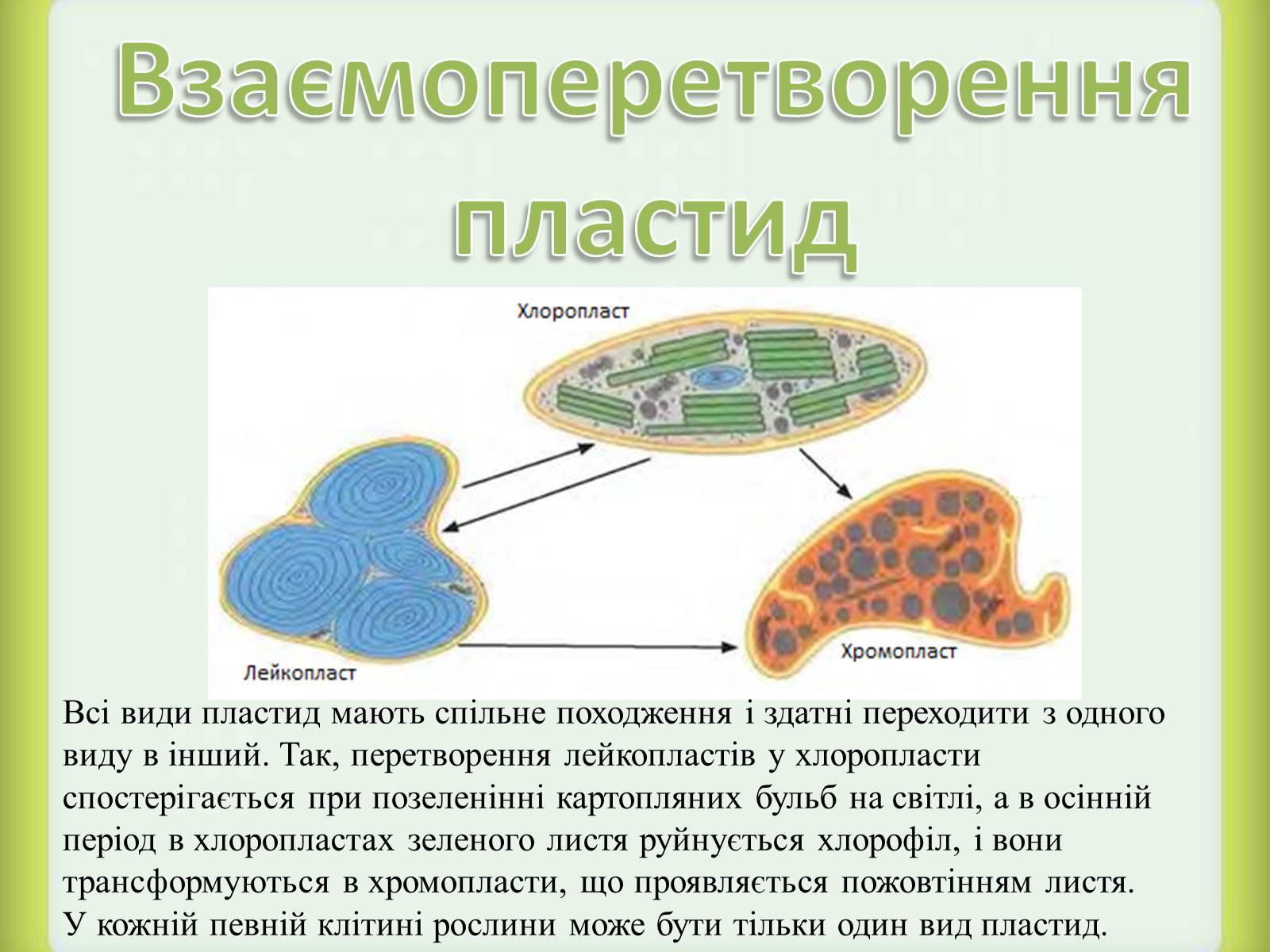 Установите соответствие между характеристиками пластид. Превращение лейкопластов в хлоропласты. Взаимопревращение пластид лейкопласты.