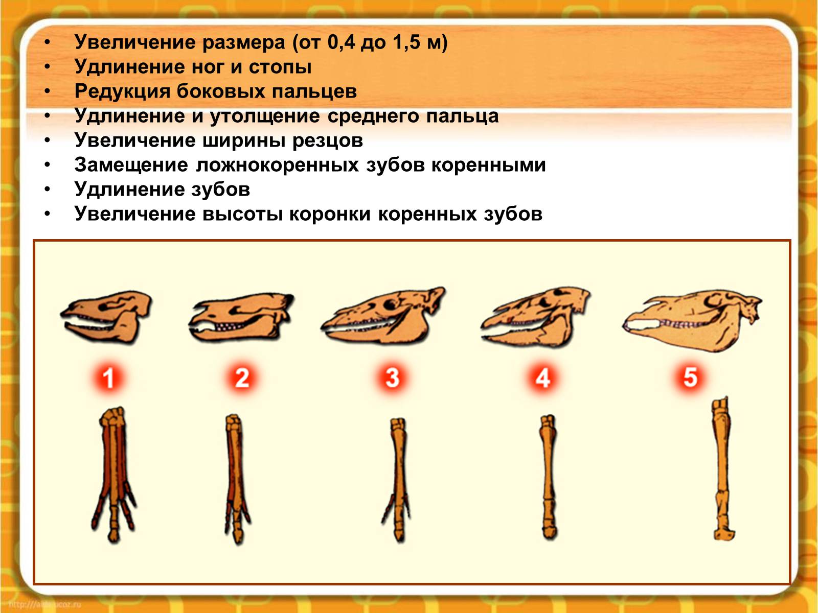 Презентація на тему «Макроэволюция.Доказательства эволюции» - Слайд #15