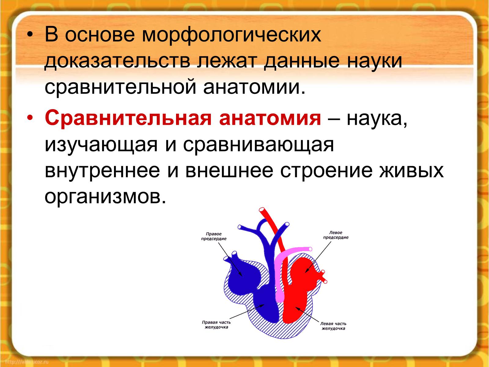 Презентація на тему «Макроэволюция.Доказательства эволюции» - Слайд #18