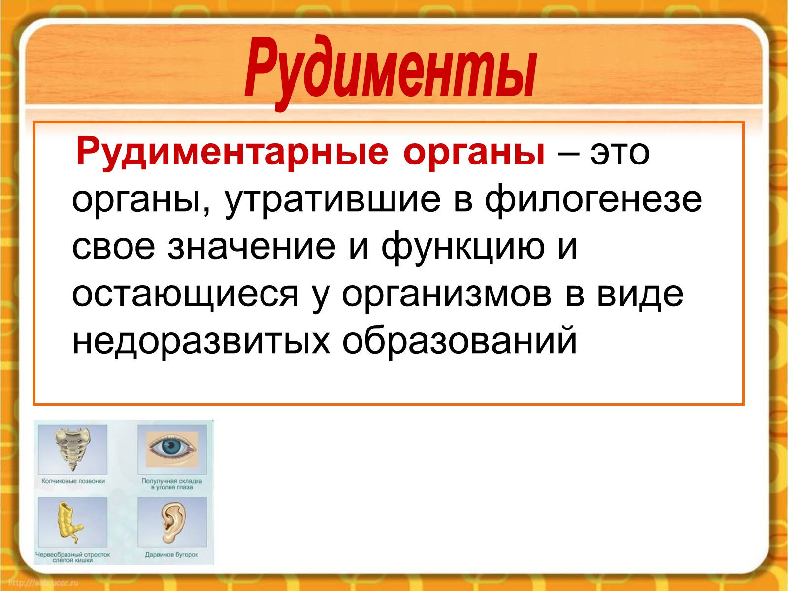 Презентація на тему «Макроэволюция.Доказательства эволюции» - Слайд #23