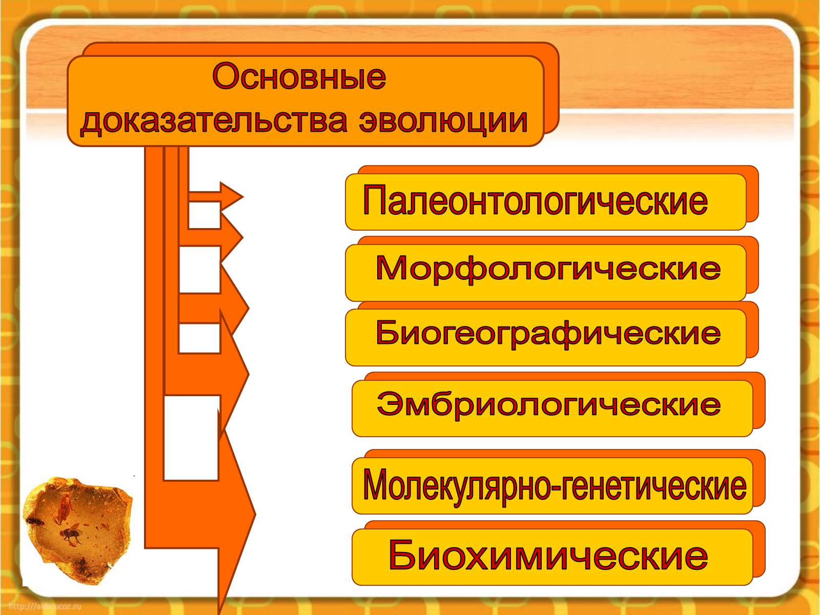 Презентація на тему «Макроэволюция.Доказательства эволюции» - Слайд #4