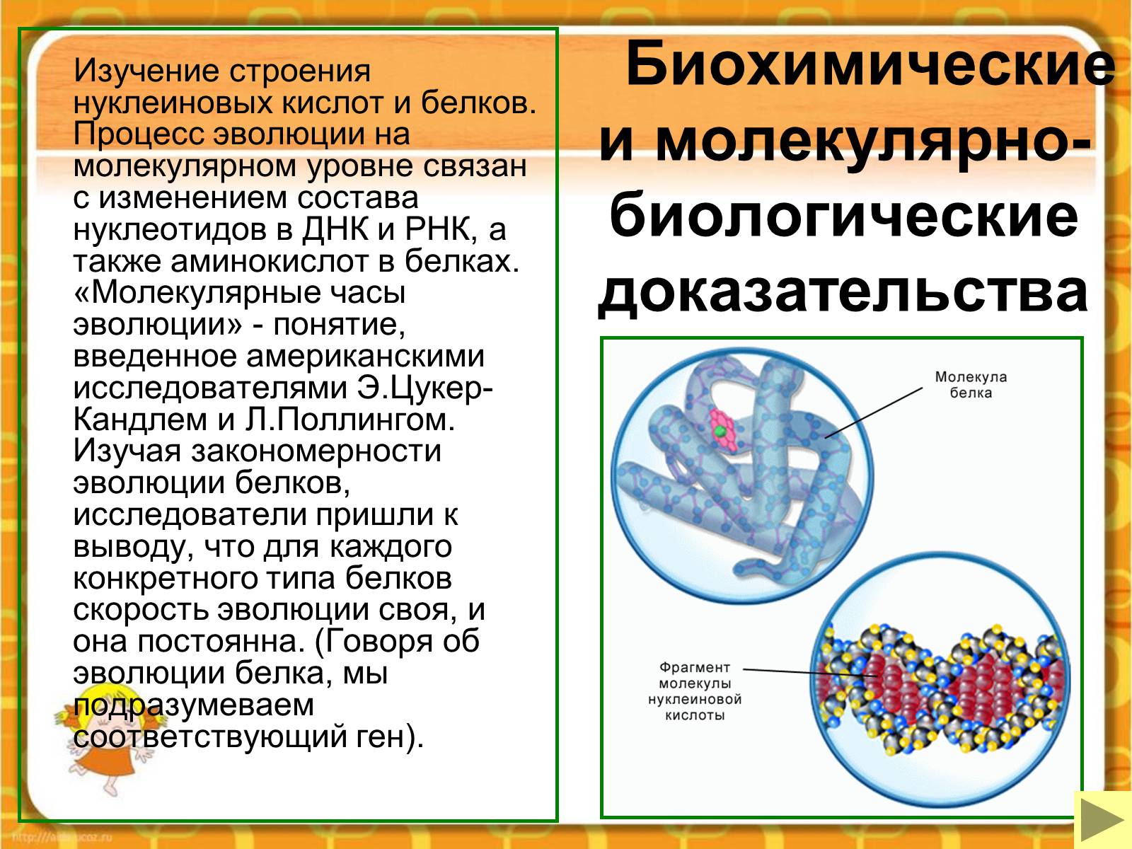 Презентація на тему «Макроэволюция.Доказательства эволюции» - Слайд #46