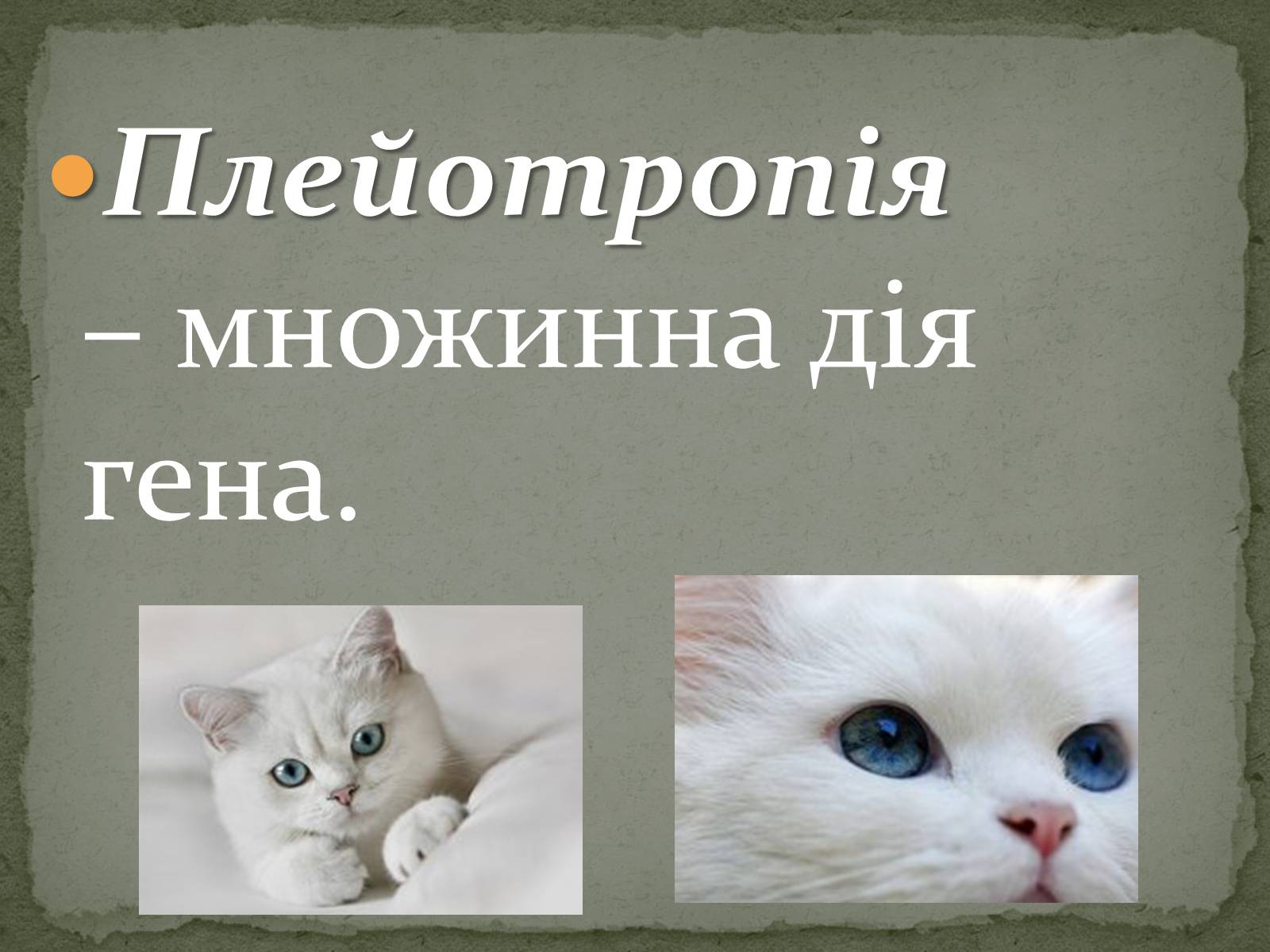 Презентація на тему «Взаємодія генів. Позаядерна спадковість» - Слайд #12