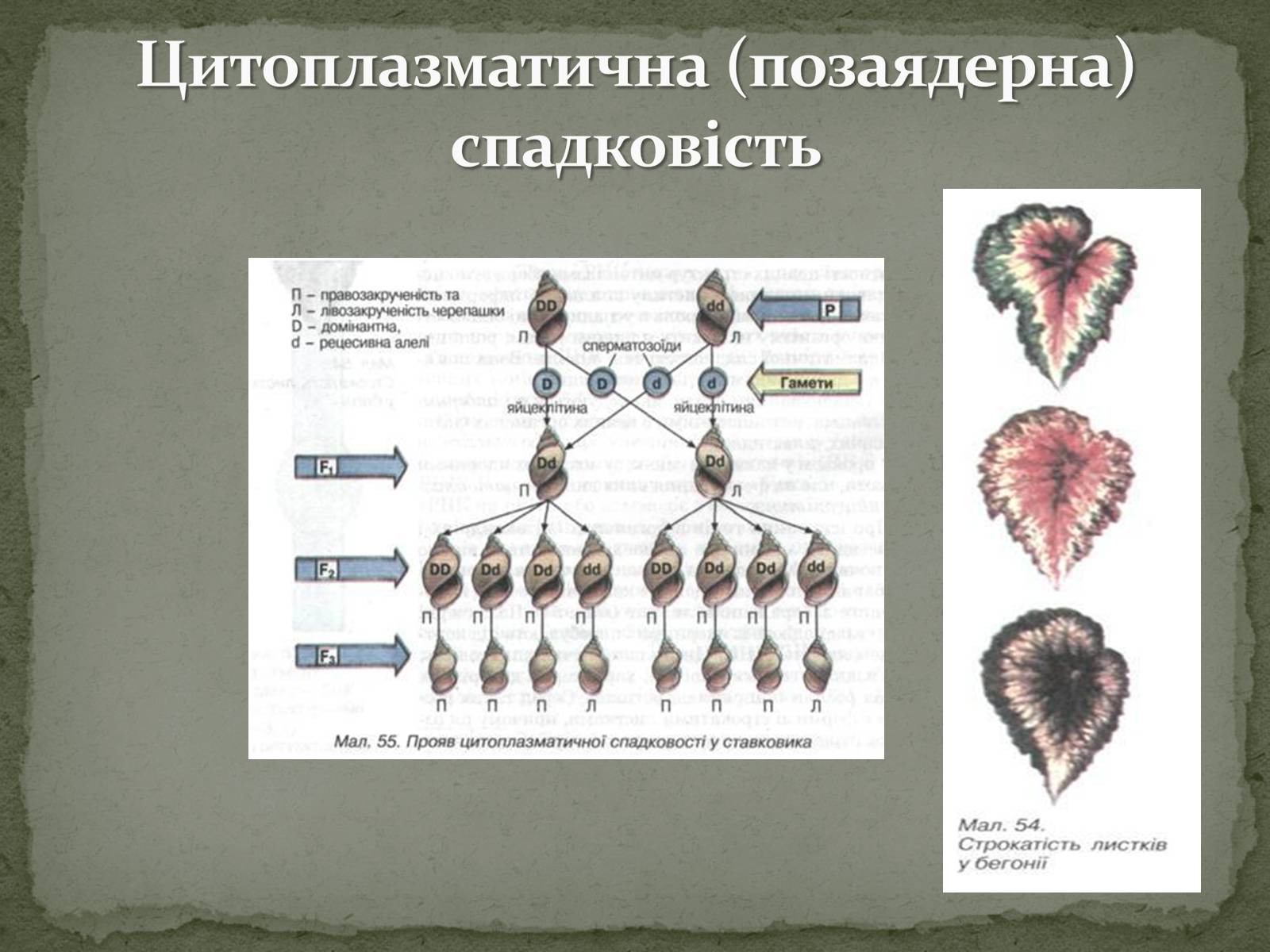 Презентація на тему «Взаємодія генів. Позаядерна спадковість» - Слайд #17