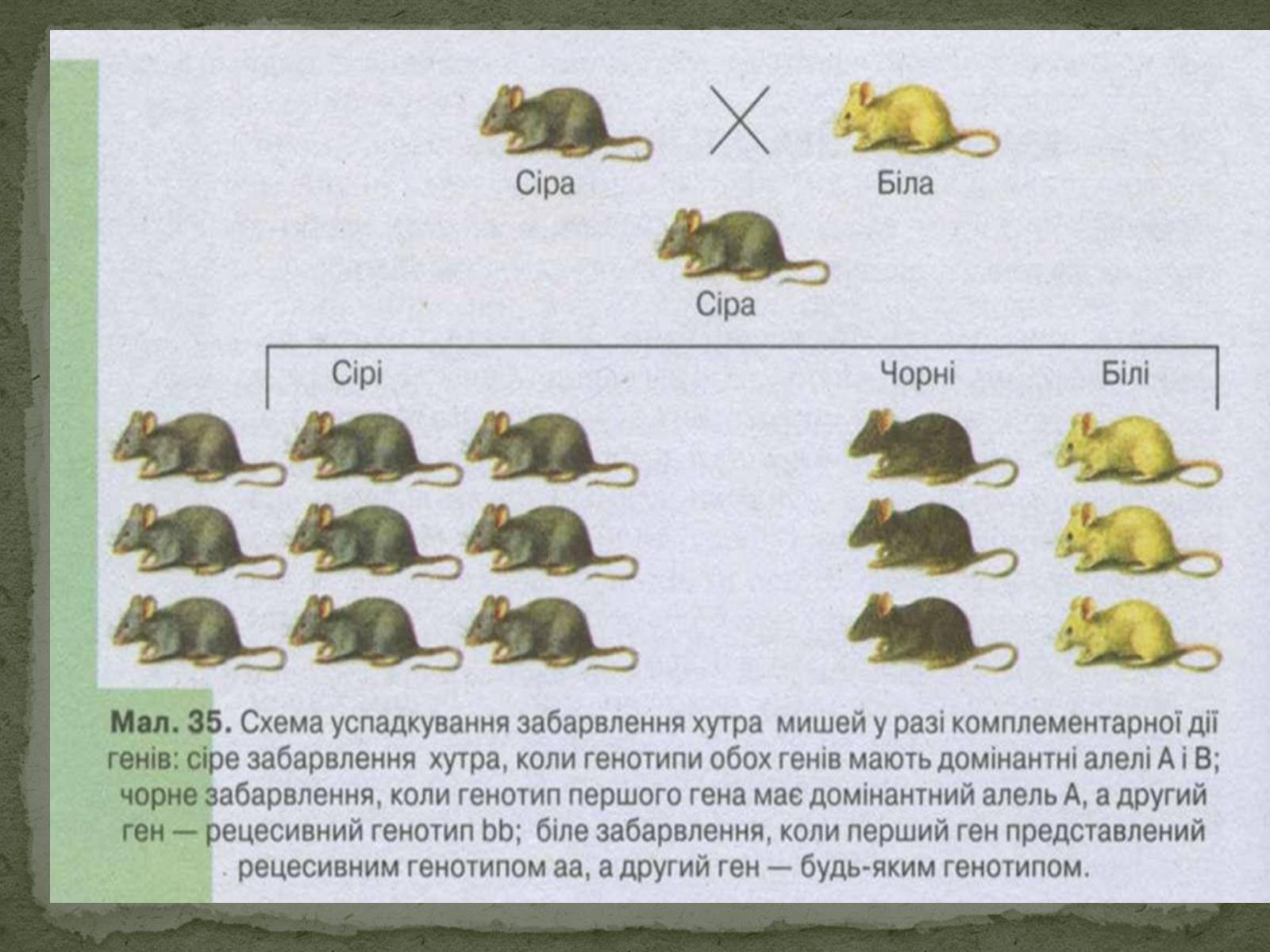 Презентація на тему «Взаємодія генів. Позаядерна спадковість» - Слайд #3