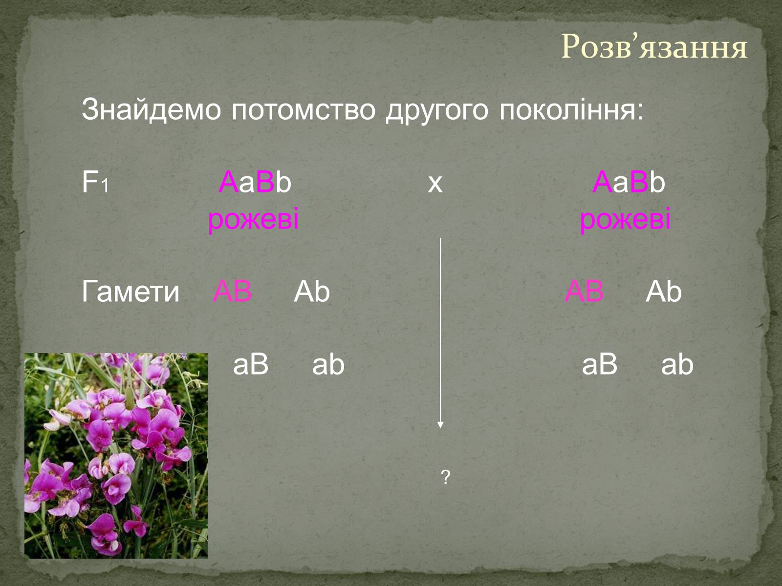 Презентація на тему «Взаємодія генів. Позаядерна спадковість» - Слайд #8