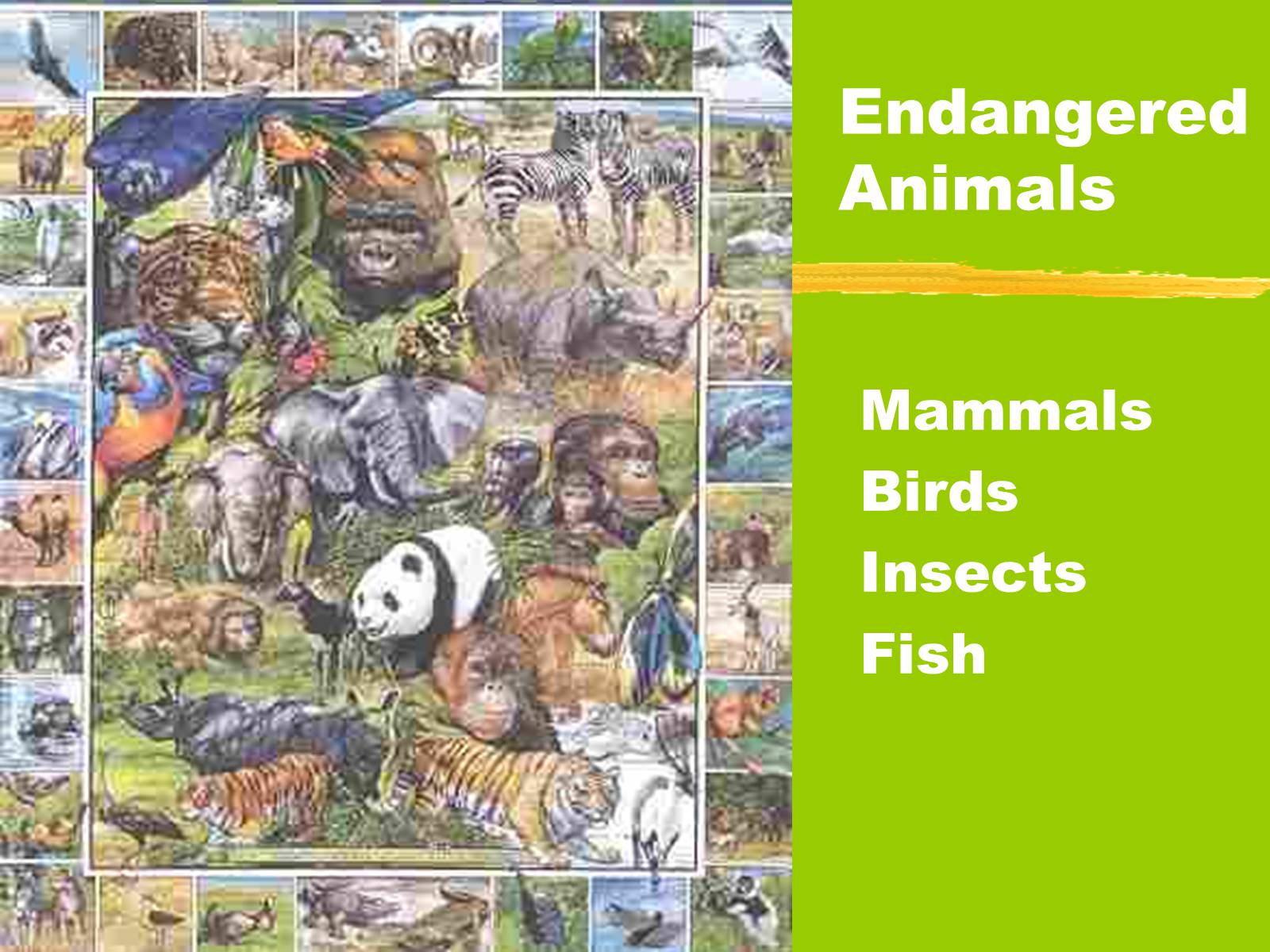 Презентація на тему «Endangered Animals» - Слайд #1