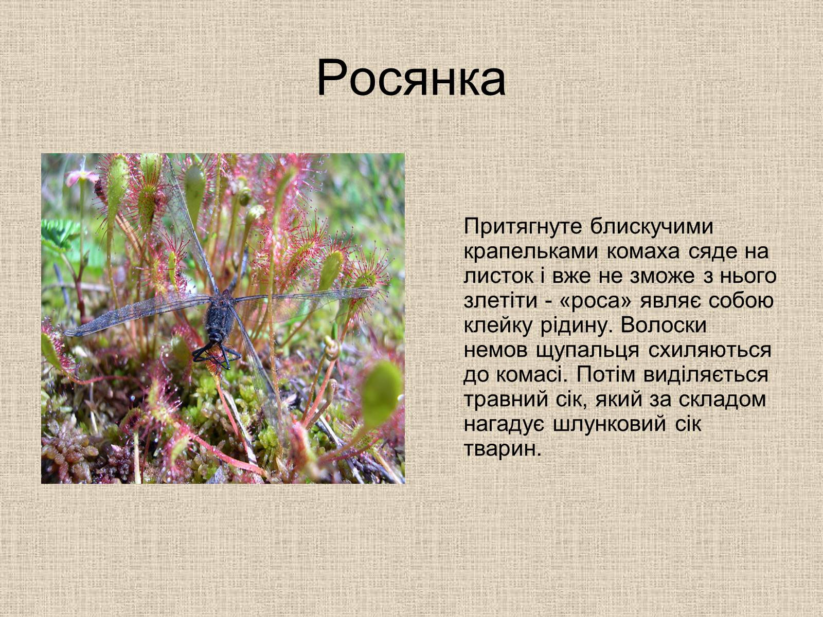 Биологии доклад кратко. Растение хищник росянка проект по биологии. Сообщение о растениях хищниках 6 класс биология. Растения хищники сообщение по биологии 6 класс. Сообщение о росянке 6 класс по биологии.