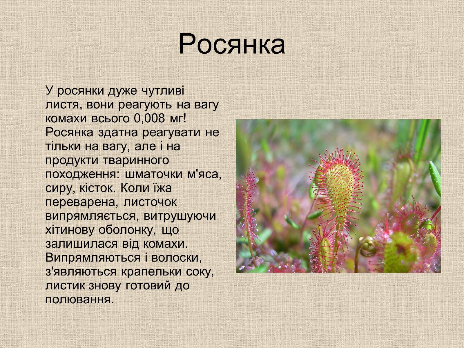 Презентація на тему «Рослини-хижаки» (варіант 1) - Слайд #13