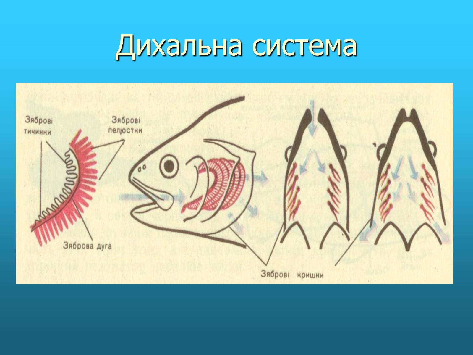 Органы дыхания рыб. Дыхательная система рыб. Строение жабр. Органы дыхания рыб рисунок. Органы дыхания рыбы схема.