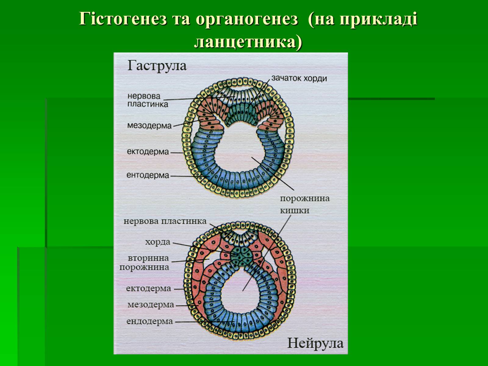 Презентація на тему «Онтогенез» (варіант 2) - Слайд #11