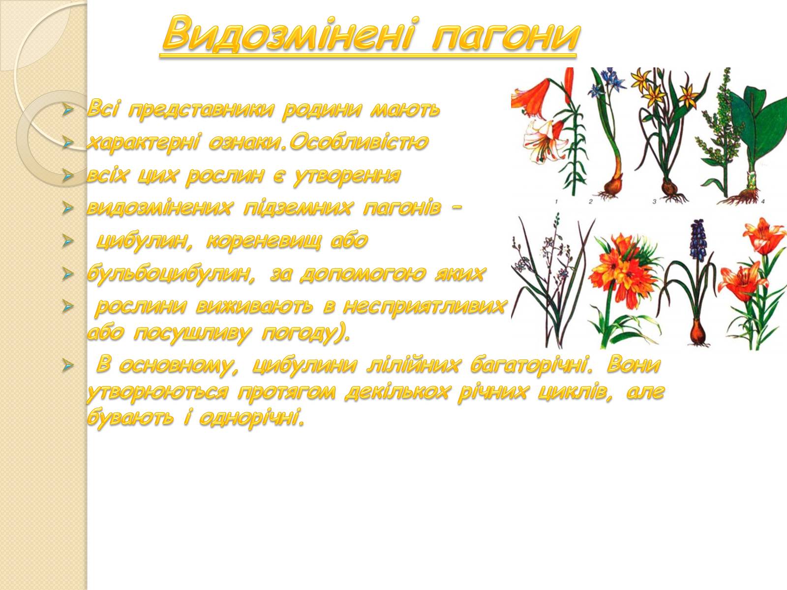 Презентація на тему «Родина лілійні» - Слайд #6