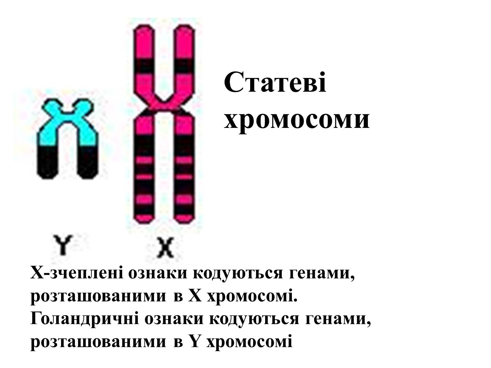 Презентація на тему «Успадкування статі та ознак, зчеплених зі статтю» - Слайд #22