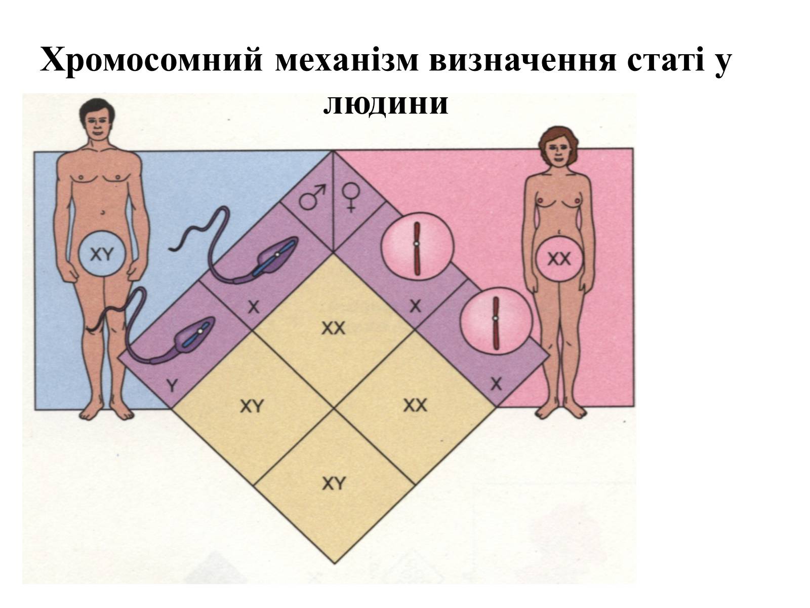 Презентація на тему «Успадкування статі та ознак, зчеплених зі статтю» - Слайд #8