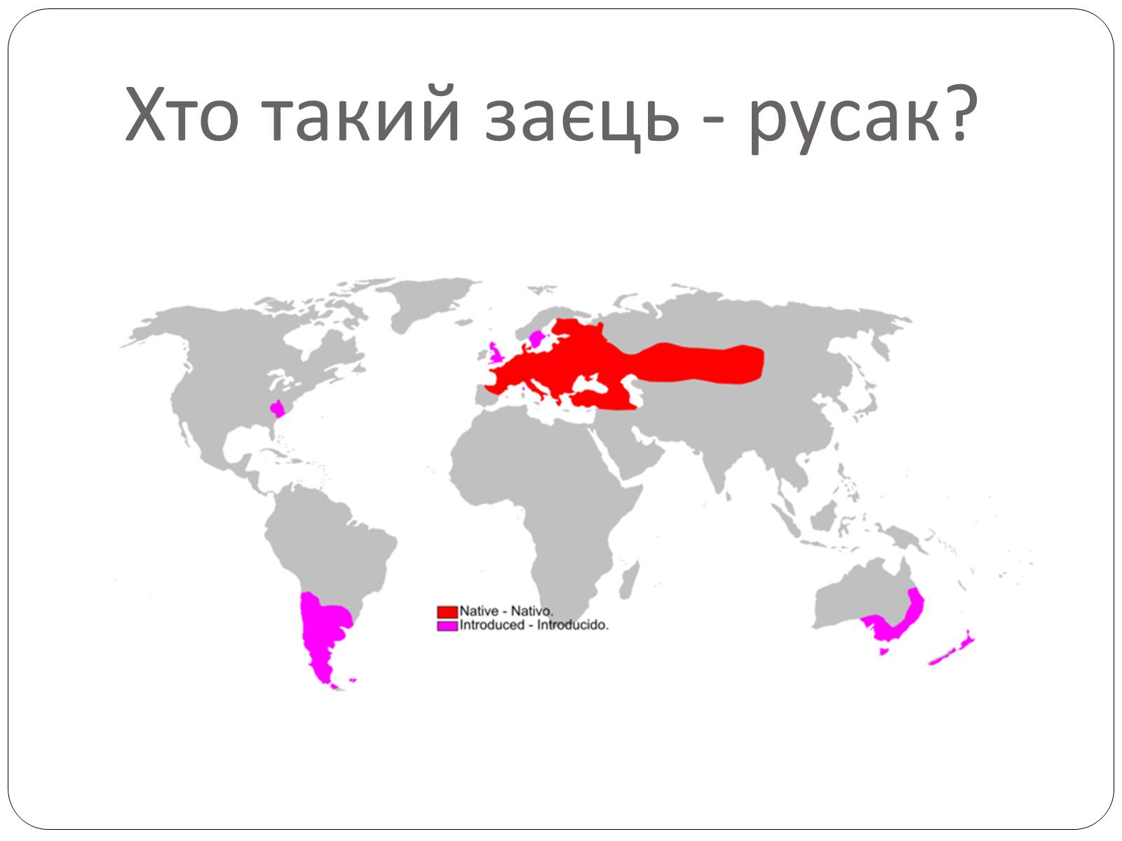 Презентація на тему «Заєць-русак» - Слайд #2